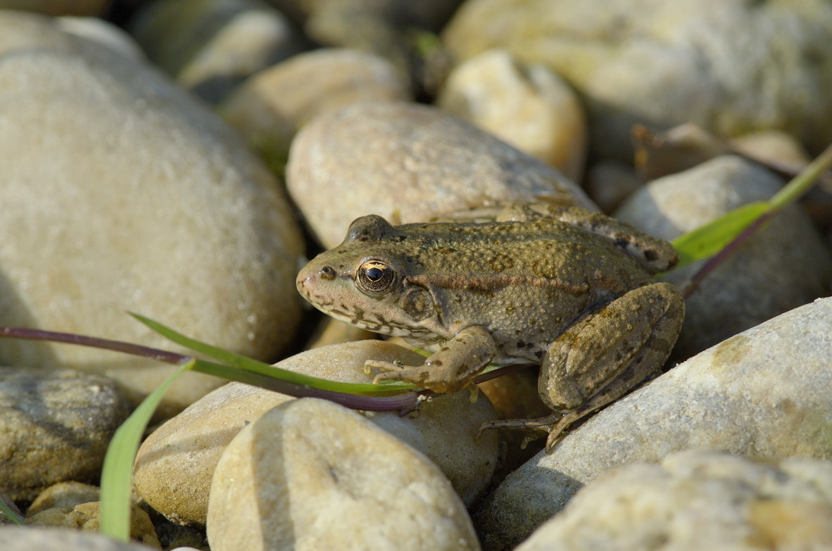 Rana da identificare - Pelophylax sp. (TO)